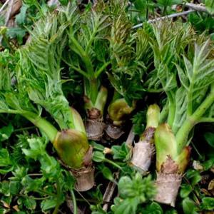 국산 참두릅 500g