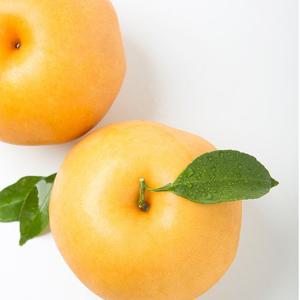 [자연품애 배] 맛있는 가정용 나주배 5kg 8-10과