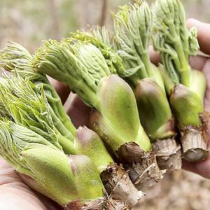 참두릅의 산지 고창 순창 참두릅 원순 대품 1kg