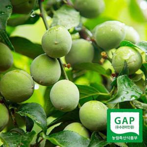 갤러리아_[6월8일 순차출고]광양매화골매실 매실 上품 10kg(청매실 엑기