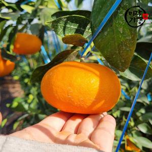 미각기행 제주 레드향 가정용 중과 4.5kg(18-23과 내외)