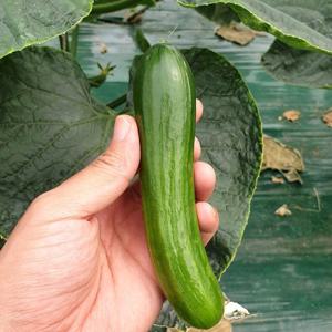 [산지직송] 시원 아삭아삭한 미니오이 2kg