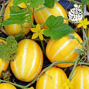 [후루츠타잔]달달한 성주참외 5kg 못난이 랜덤혼합과