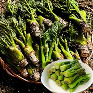 포미식탁 국내산 봄나물 참두릅 500g