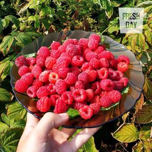 [프레시데이] 국내산 고창 토종 산딸기 생과 특품 1kg (급냉)