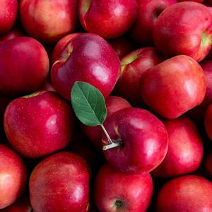 당일선별 고당도 아삭달콤한 부사 사과 2kg 대과 8~9과