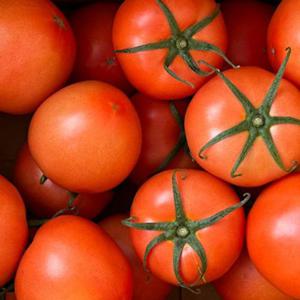 유럽종 완숙토마토 찰 토마토 5kg 실속 못난이 혼합 주스용