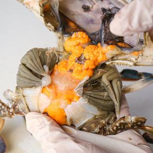 서해안 제철 활 암꽃게 1kg(kg당 4~6미 내외)