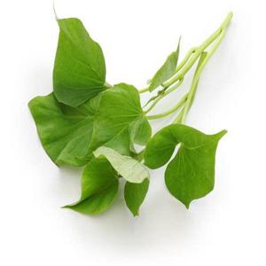 [자연품애 고구마모종]해남 자색고구마 모종(단자미) 1단