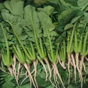 야채씨앗 채소종자 열무씨 얼갈이씨앗 식용채소씨 10g야채종자