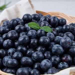 갤러리아_당일수확 국내산 생블루베리 1kg 특-왕특/100gx10팩