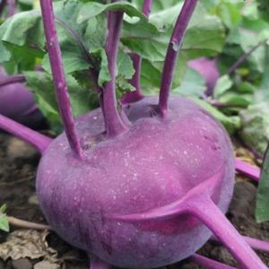 제주 콜라비 5kg 대과