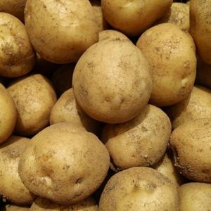 포슬포슬 강원도 햇감자 수미감자 중3kg