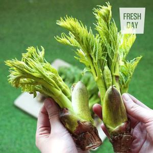 봄나물의 제왕 고창 순창 참두릅 원순 대품 1kg (500gX2팩)