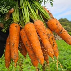 산지직송! 아삭한 제주 구좌당근 5kg 왕