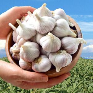 남해군 농협조공 햇 마늘 500g 보통급 국산 남도마늘 통마늘 제철 채소 저장용 김장 요리 장아찌