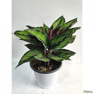 [베하몰]베하몰 실내 화초 칼라데아 뷰티풀스타 약30cm (37675459)