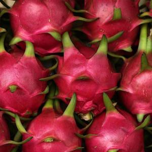 베트남 용과 2.5kg