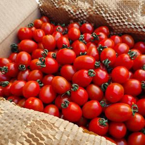 [푸르젠 대추방울토마토] 당일수확발송 대추방울토마토 2kg 중과 (3번과)