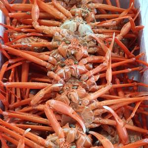 [더조은] 구룡포 고급 자숙 홍게 3kg 10-11마리(개당 250-300g)