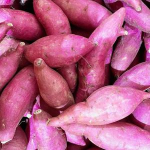 해남 무농약 세척고구마 10kg 한입