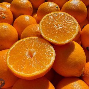 늘푸른 만다린귤 2.5kg