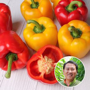 [맛딜 파프리카] 국내산 혼합 파프리카 5kg(빨강,노랑)/18-24개 내외
