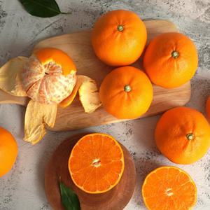 [더조은] 제주 고당도 천혜향 3kg (대과 11-13과)