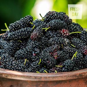 [프레시데이] 고창 오디 냉동 생과 프리미엄 특품 1kg