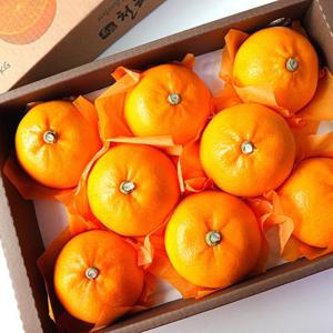 선물용 천혜향 3kg 대과