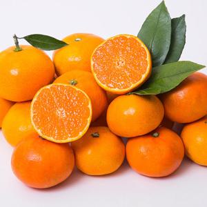 제주 카라향 2.5kg 로얄과