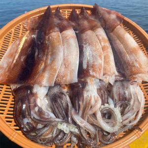 [연자매수산] 국내산 동해 손질 오징어 4미 500g 내외