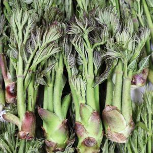 경북 청송 봄나물 참두릅 1kg