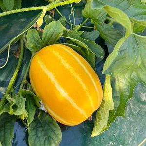 국내산 못난이 성주참외 10kg 사이즈혼합