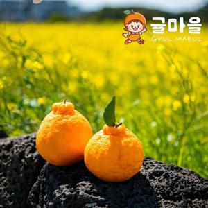 귤마을 프리미엄 하우스 한라봉 4.5kg 꼬마