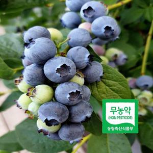 아침에 딴 무농약 블루베리 생과 14-16mm 200g 국내산 산지직송