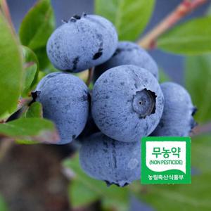 아침에 딴 무농약 블루베리 생과 16mm이상 200g 프리미엄 국내산 산지직송