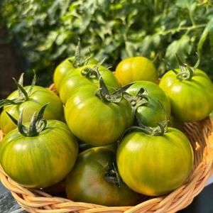 갤러리아_[준이네농장]부산직송 대저토마토 5kg/못난이