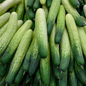 GN2510 국내산 백다다기 오이 5kg