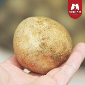 [마녀바스켓] 산지직송 포슬포슬 햇감자 수미감자 특 5kg (130~180g 내외)