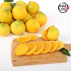 미각기행 제주 황금향 중과 4.5KG (18-23과)