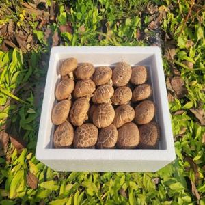 국내산 생표고버섯 (화고)2kg