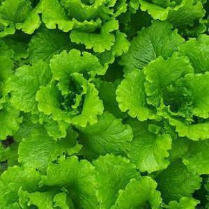 선착순(4,990원) 고품질 특품 정량 로메인청상추 1kg/2kg