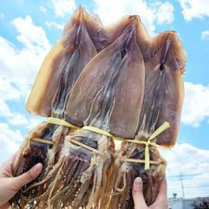 건어물이좋다 영덕 마른오징어 건오징어 10마리