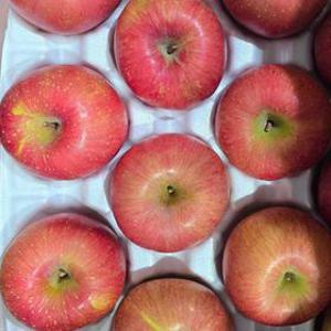 [MD가 간다 - 새벽경매] 특품 대과 14브릭스 고당도 충주 빨강 사과 1.8kg내외 6과