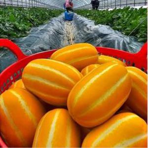 [아달달농산] 당도선별 성주참외 성주 꿀 참외 2kg 5kg 10kg 로얄과