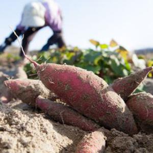 [부세페 최종가 8,290원] 베니하루카 꿀고구마 세척 고구마 3kg 5kg 10kg