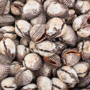 [APP전용] 특대 새꼬막 2kg/4kg (kg당 15-20미)