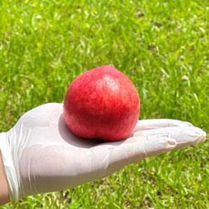 복숭아 백도복숭아 신비복숭아 말랑이복숭아 천도복숭아 대극천복숭아 딱딱이복숭아 천도 납작복숭아