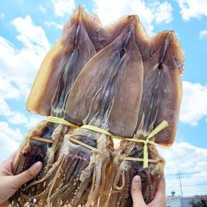 건어물이좋다 영덕 마른오징어 건오징어 10마리